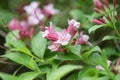 Old-fashioned Weigela florida, rosey-pink tubular flowers